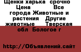 Щенки харька! срочно. › Цена ­ 5 000 - Все города Животные и растения » Другие животные   . Тверская обл.,Бологое г.